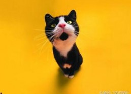 娱乐吃瓜君猫爷,揭秘娱乐圈那些不为人知的幕后故事